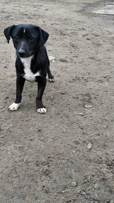 Duduś mały piesek szuka domu / pies do adopcji