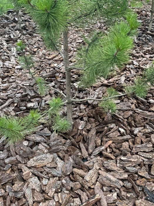 Торф,кора соснова,мульча,в мішках