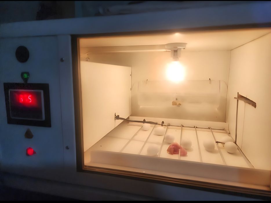 Caturras 100% domesticadas