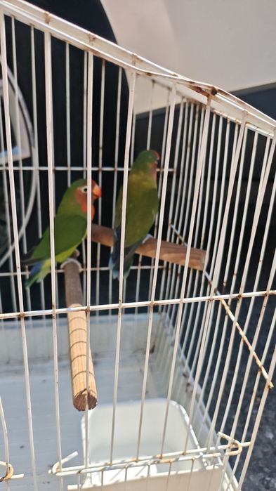 Agapornis  muito bonitos