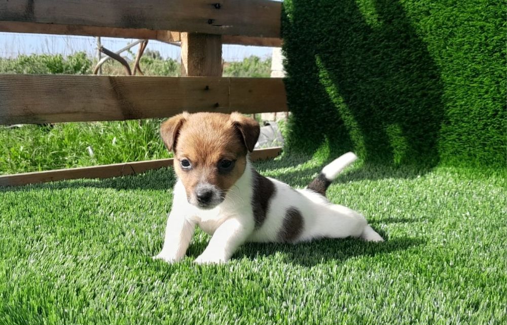 Jack Russell Terrier