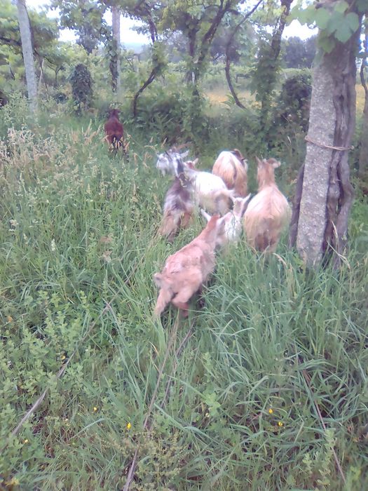 Fardos de Azevém semeado