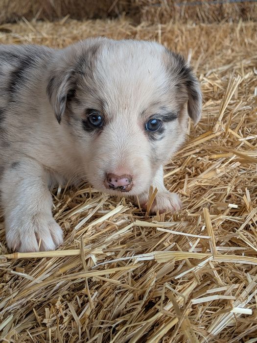 Border Collie Merle Fêmea