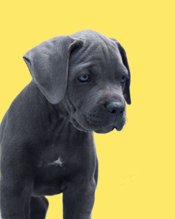 Кане Корсо Ксу от официальних заводчиков