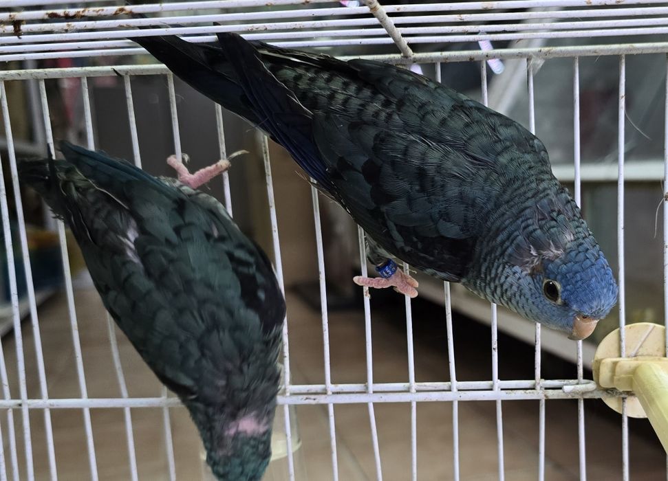 Catarinas azuis lindas