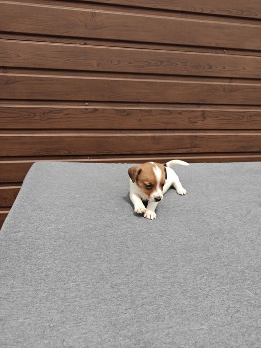 Jack Russell Terrier krótkowłosy  suczka