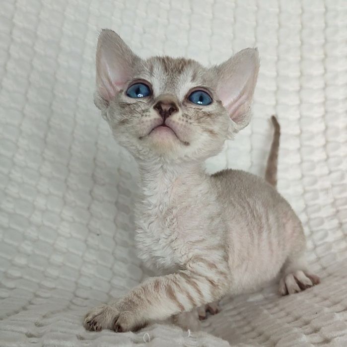 Раннє бронювання кошенят drx