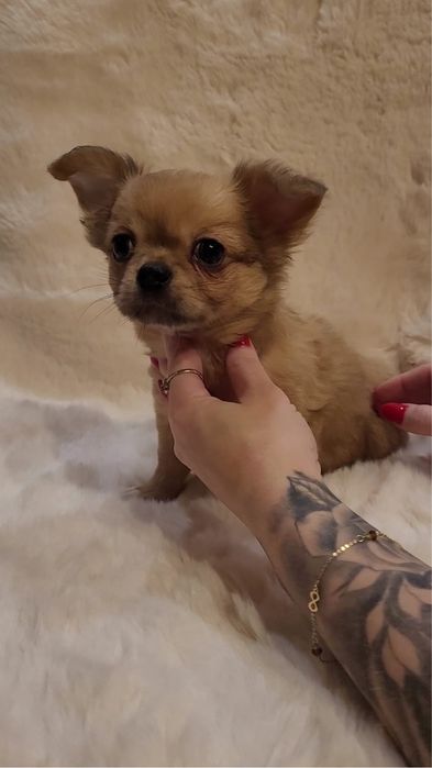 Chihuahua piesek merle długowłosy!!!