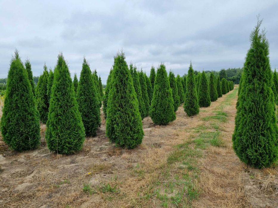 Tuja szmaragd 300 cm, żywotnik zachodni ,,smaragd", Thuja occidentalis
