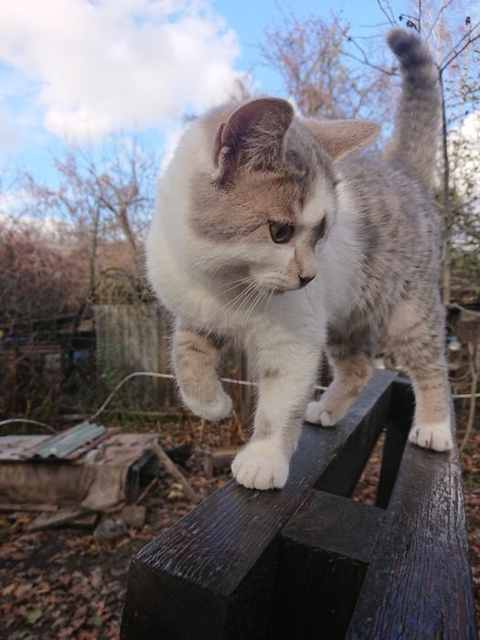 Коты в добрые руки. Июнь, 2023