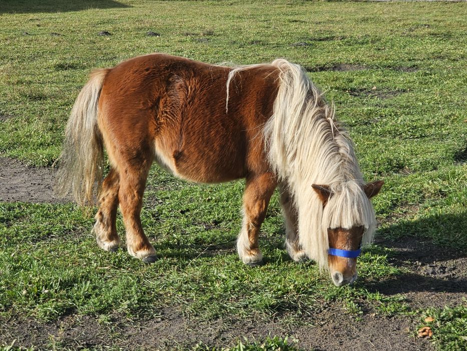 Miniaturowy koń mini klacz kuc