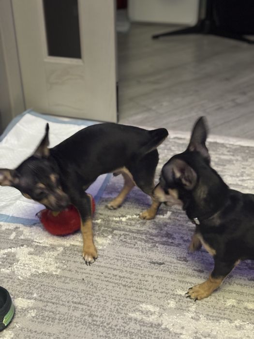 Продам щенков той-терьера