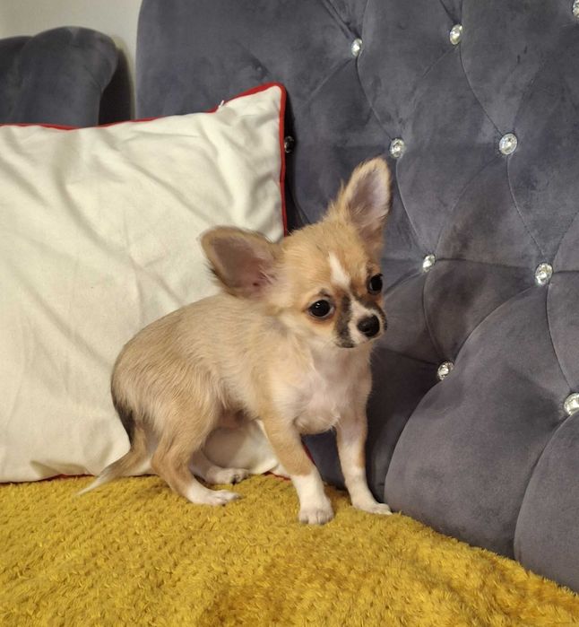Piesek Chihuahua