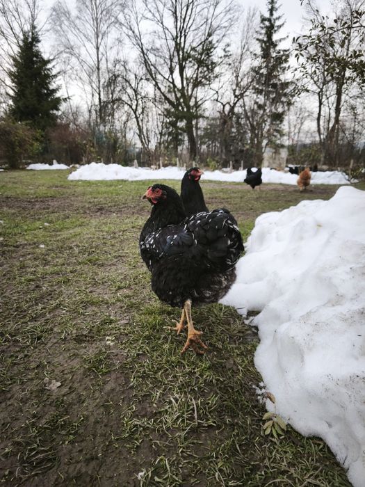 Wyandotte czarne nakrapiane