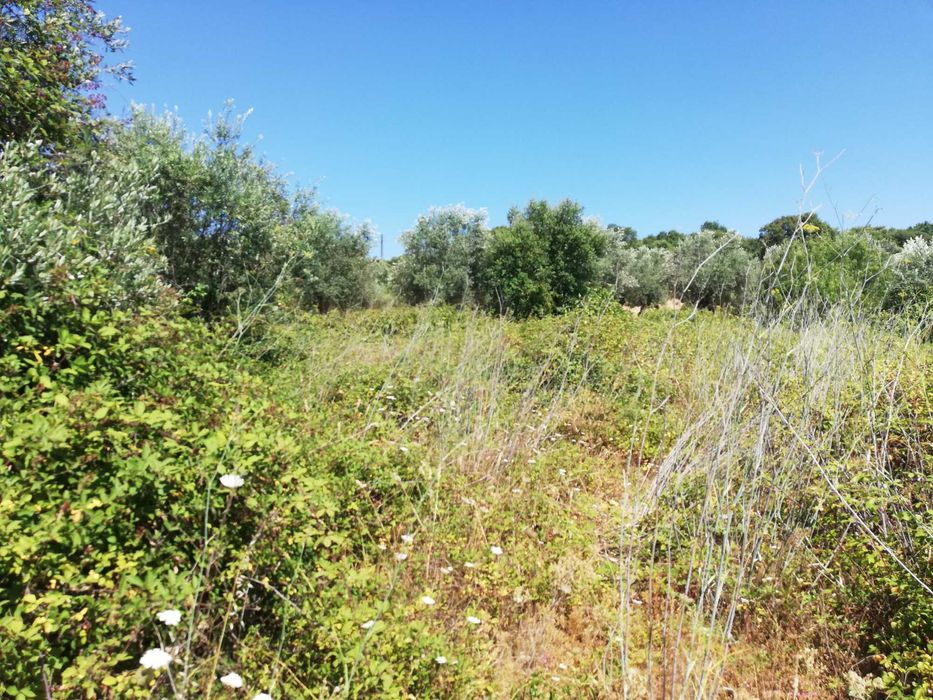 "Terreno Rústico à Venda – Tomar, em Santarém"