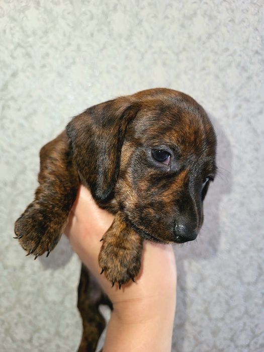 Клубні, пододисті такси з родовідом