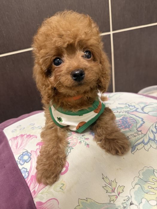 Крихітка малючок