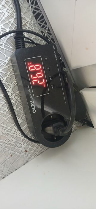 Żaba byk, Pyxicephalus adspersus