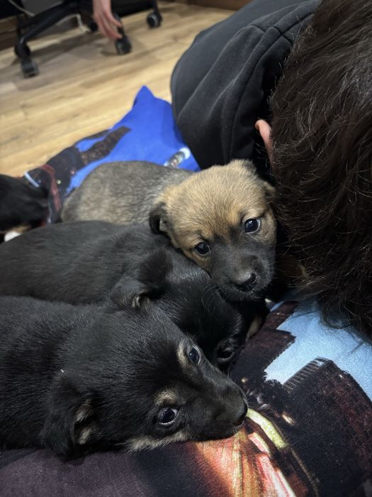 oddam ZA DARMO pieski