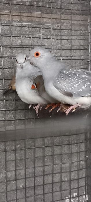 Manderins/rolas diamante