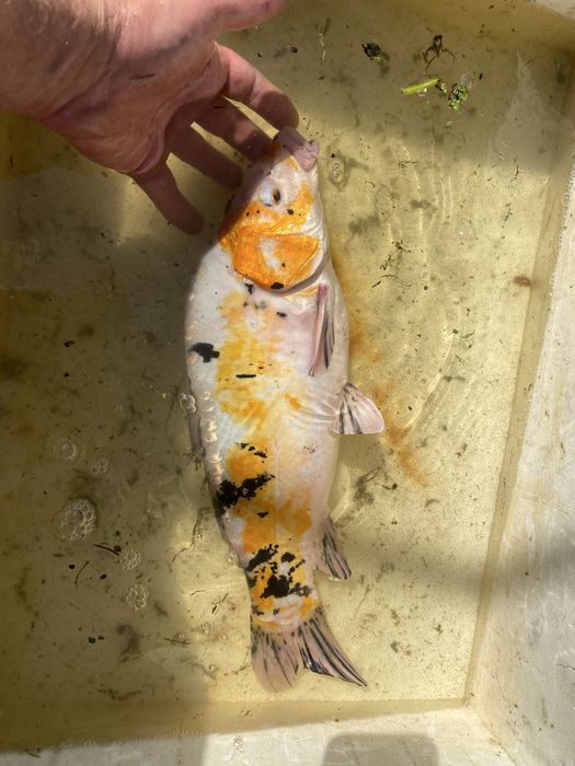 Karp koi selekt Japonia.