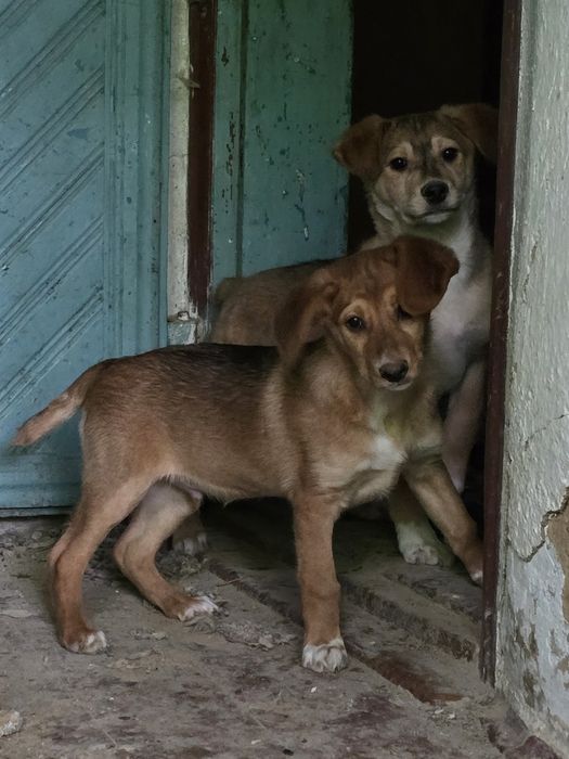 Цуценята в добрі руки