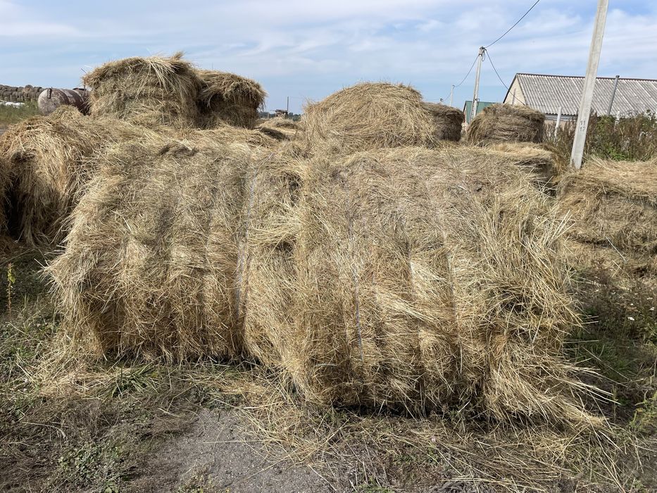Продам сіно лугове