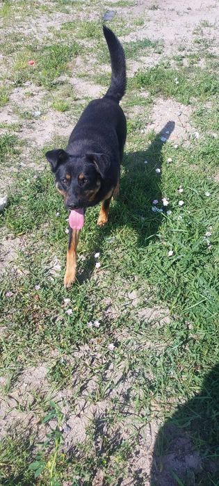 Rico siedzi w mordowni pomóż go stamtąd wyciągnąć! Adopcja tymczas