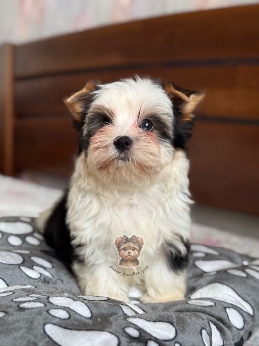 Цуценя Бівер йорк