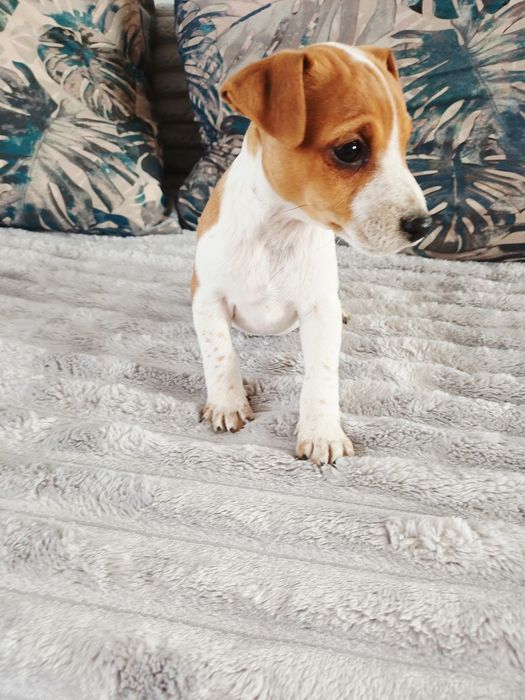 Suczka Jack Russell Terrier
