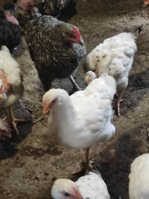 Продам курчат, віком від 2--х місяців