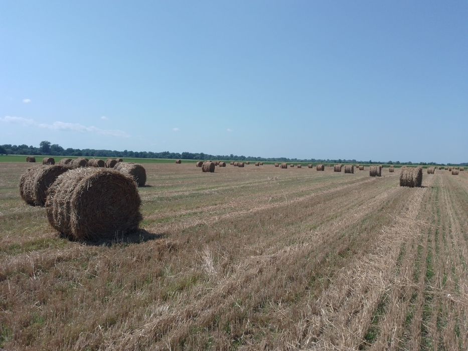 Пшеничні рулонні тюки