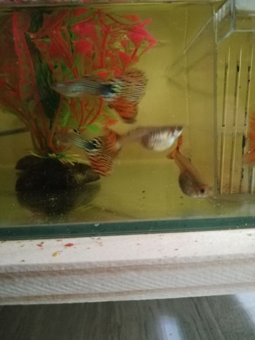 Guppys Para venda