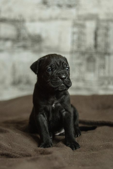 цуценята Кане Корсо чорного окрасу | КСУ (FCI) |  в пошуку родини