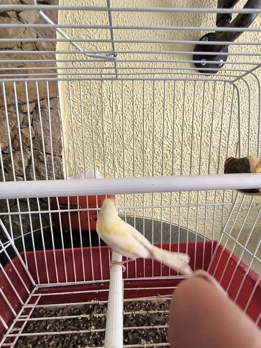 Cedo canários machos a cantar, com várias cores