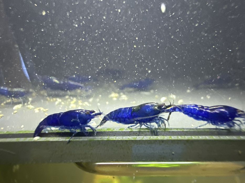26szt blue velvet krewetek neocaridina