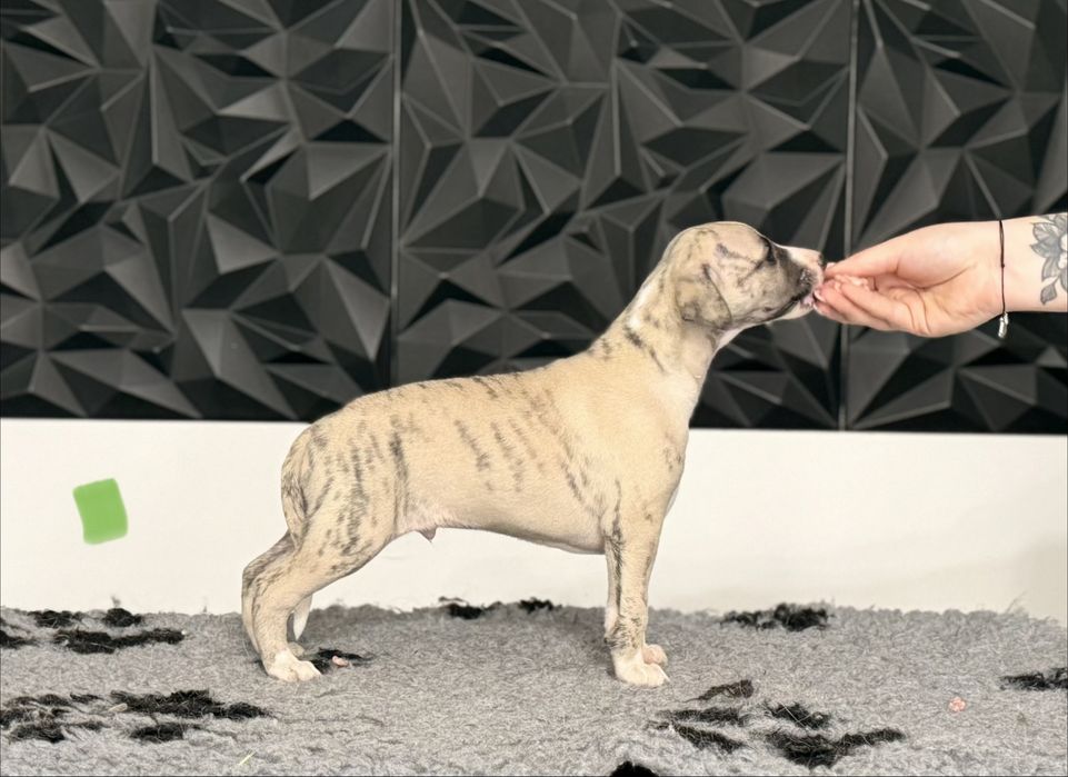Whippet ZKwP/FCI
