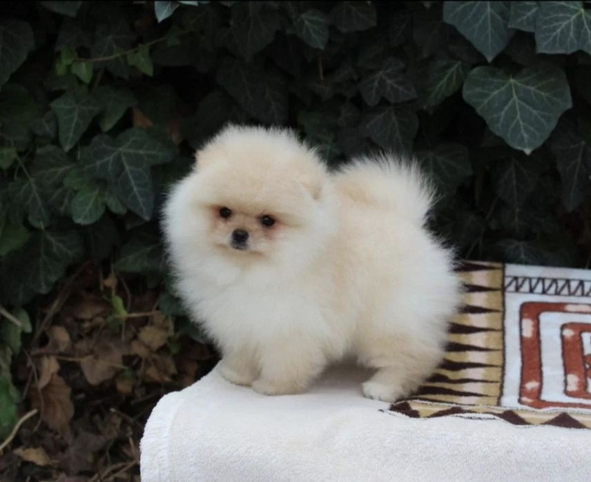 Чудо померанский шпиц мишка