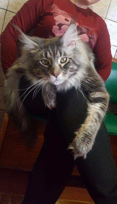 Мейн-кун.  Вязка