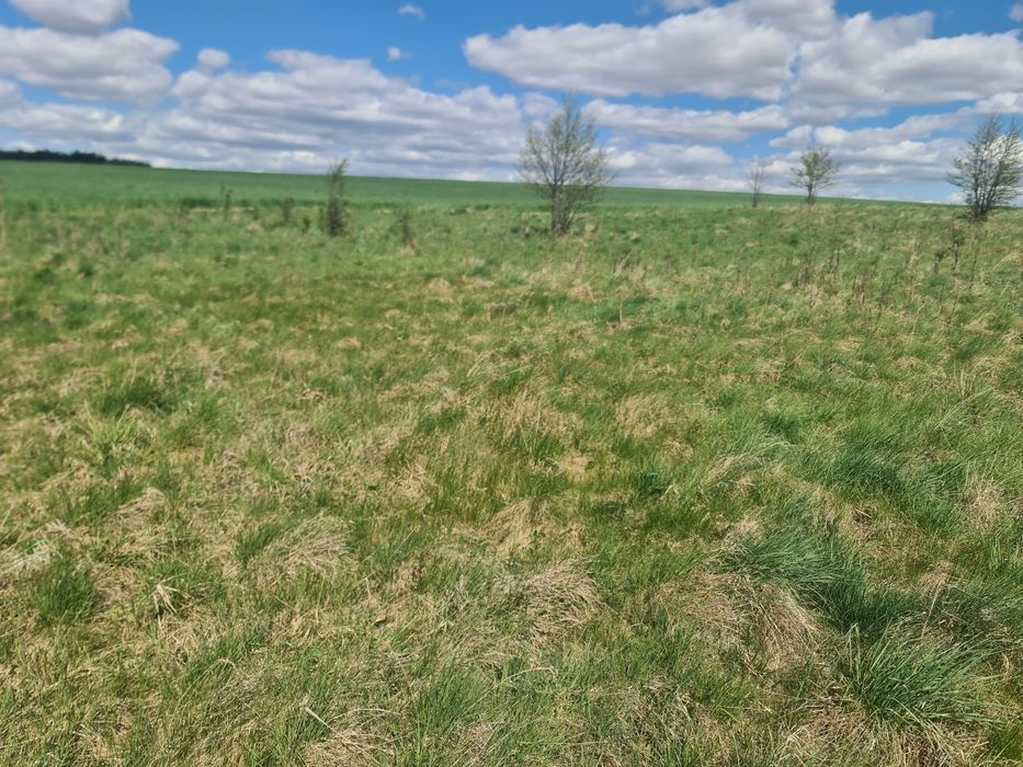 Działka Łąka 4628m2 barany 1