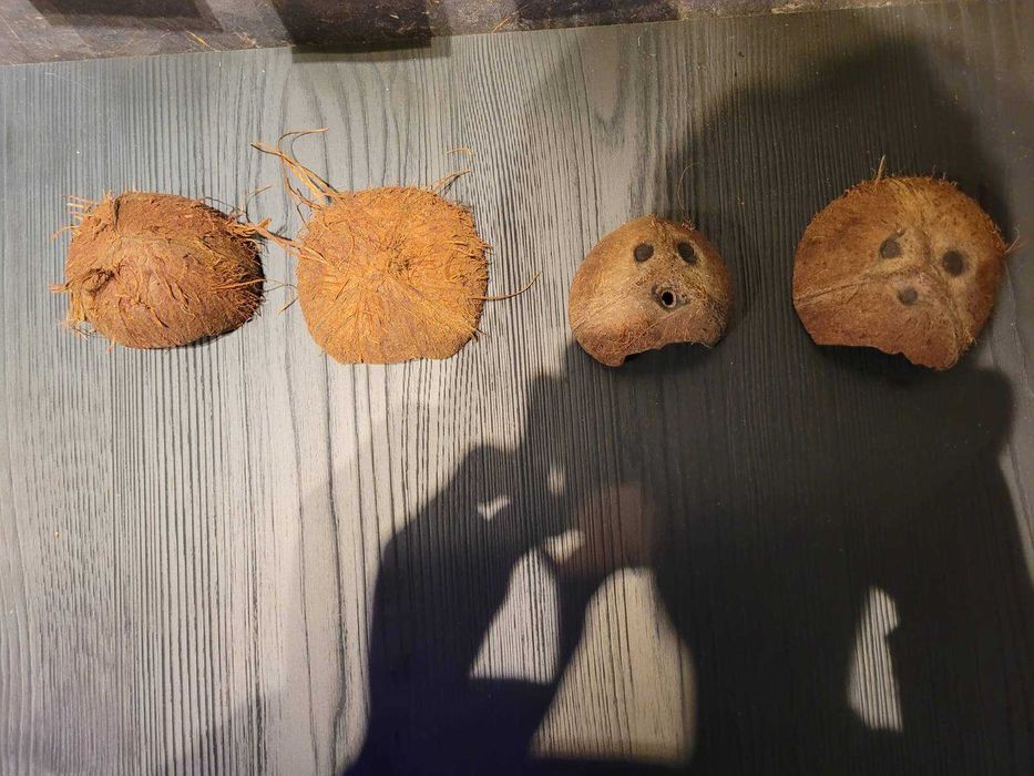 Kokos , domek ( jama dla glonojadów )