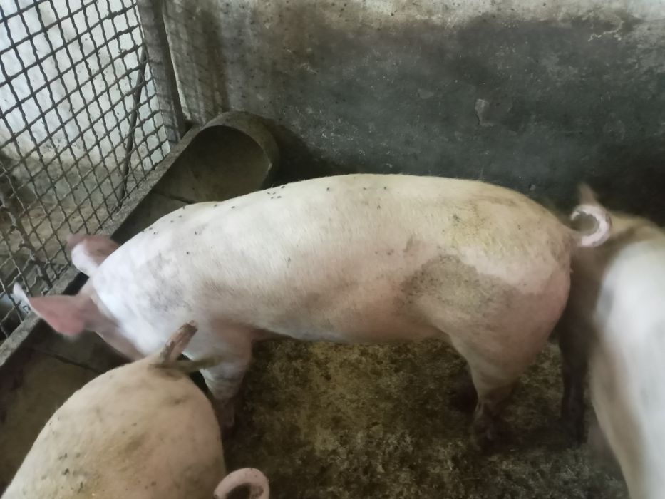 Свиноматки!Поросята на плем'я!Ремонтні льошки!