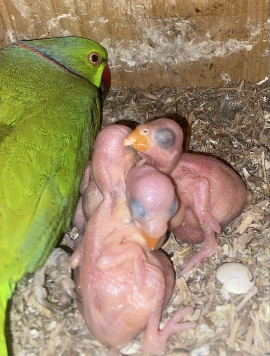 Ring Neckes para criar á mão