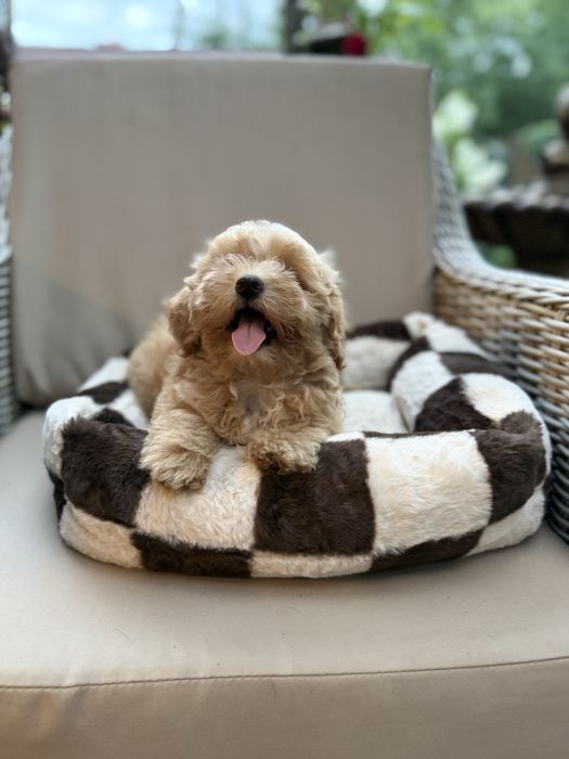 Maltipoo f1 suczka pudel toy red & maltańczyk