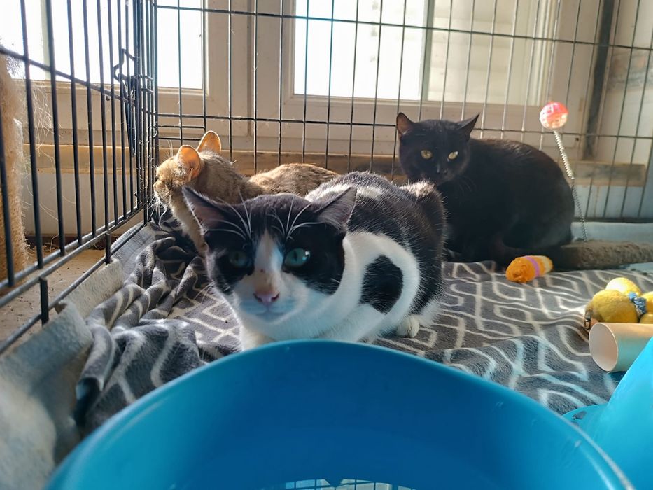 Gato Juvenil já castrado para Adoção!