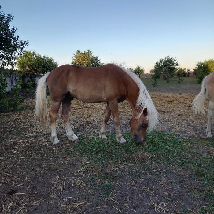 Ogier Haflinger Bary Licencja