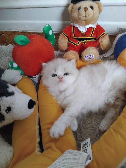 Gato bege com branco