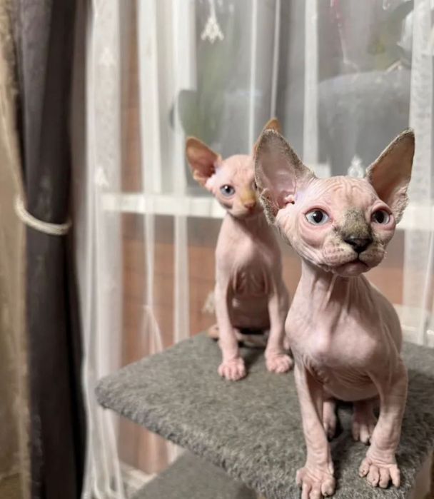 Продаж кошеня сфінкс