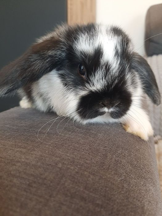 Kroliki baranek miniaturka karzełek mini lop