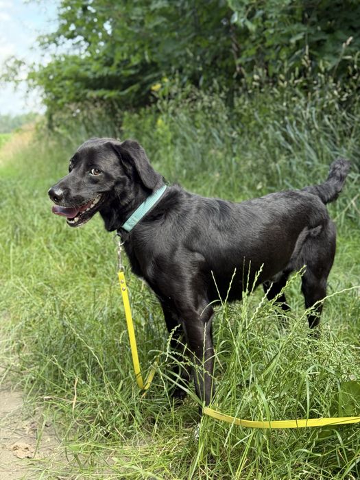 Mini labrador pełen energii pies w schronisku dla zwierząt(młody pies)